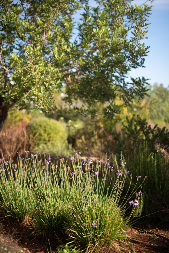 Can Alegre Ibiza October 2021 395